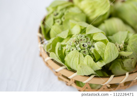 fresh butterbur 112226471