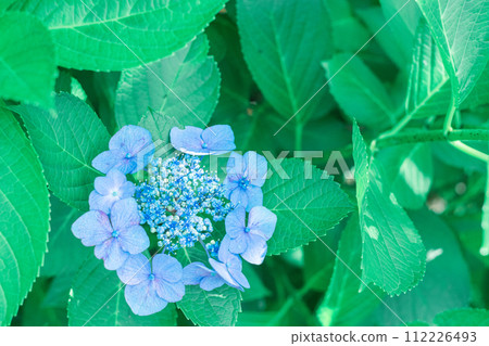 藍色繡球花 112226493