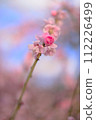 Cute plum blossoms 112226499