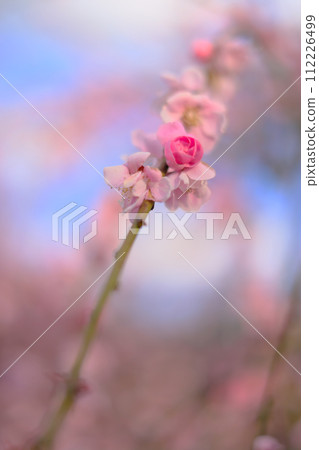 Cute plum blossoms Cute plum blossoms 112226499