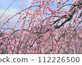 Pink plum blossoms against the blue sky 112226500