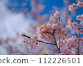 Kawazu cherry blossoms in the blue sky 112226501