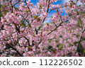 Kawazu cherry blossoms in full bloom against the blue sky 112226502