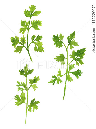 義大利歐芹水彩插圖 112226673