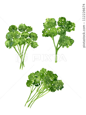 歐芹水彩插圖 112226674