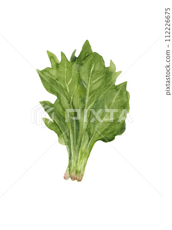 Spinach watercolor illustration Spinach watercolor illustration 112226675