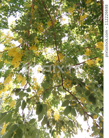 Myanmar flower padaw Myanmar flower padaw 112226698