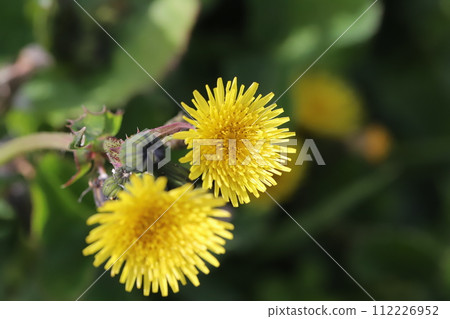 Yellow flowers of the Japanese poppy blooming on the roadside in early spring 112226952