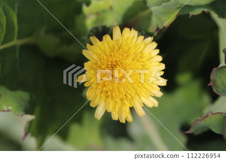Yellow flowers of the Japanese poppy blooming on the roadside in early spring 112226954