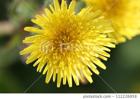 Yellow flowers of the Japanese poppy blooming on the roadside in early spring 112226958