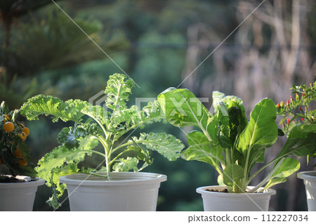 Growing Vegetables in white pots on the balcony home growth vegetables Growing Vegetables in white pots on the balcony home growth vegetables 112227034