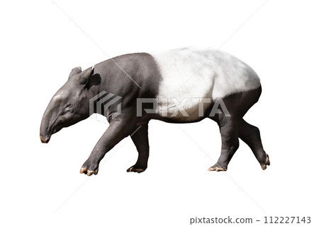 Malayan tapir on white background Malayan tapir on white background 112227143