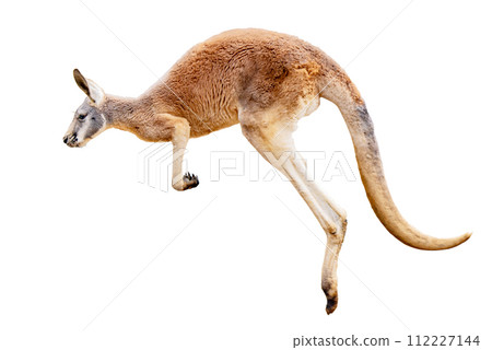 白色背景上的袋鼠 白色背景上的袋鼠 112227144
