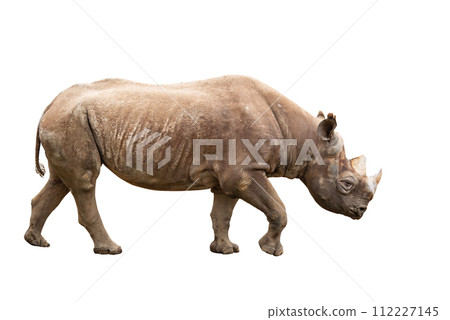 白色背景上的黑犀牛 112227145