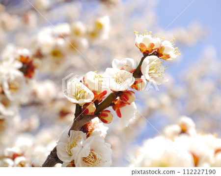 Plum blossoms in full bloom and blue sky Plum blossoms in full bloom and blue sky 112227190