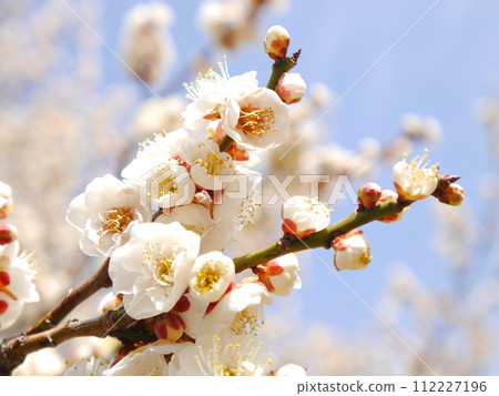 Plum blossoms in full bloom and blue sky Plum blossoms in full bloom and blue sky 112227196
