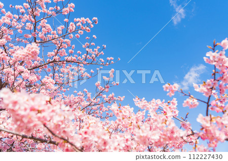 櫻花和藍天/春天的形象 櫻花和藍天/春天的形象 112227430