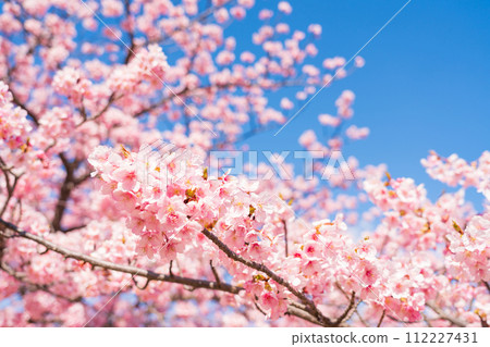Cherry blossoms and blue sky/spring image Cherry blossoms and blue sky/spring image 112227431