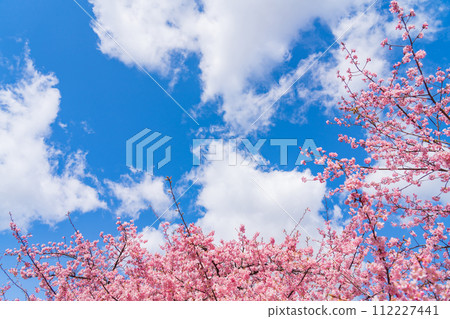 Cherry blossoms and blue sky/spring image Cherry blossoms and blue sky/spring image 112227441