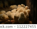 Chick petting 112227455