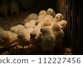 Chick petting 112227456