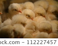Chick petting 112227457
