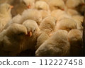 Chick petting 112227458