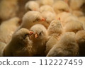 Chick petting 112227459