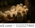 Chick petting 112227460