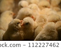 Chick petting 112227462