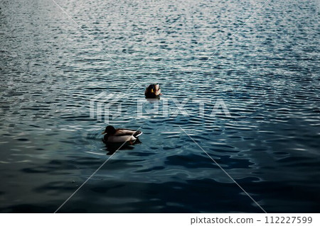 ducks on a lake bled ducks on a lake bled 112227599