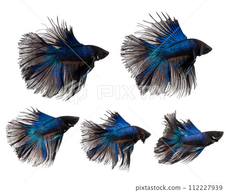 Haft moon tail Betta action combine, Siamese fighting fish, blue and black colored pla-kad 112227939