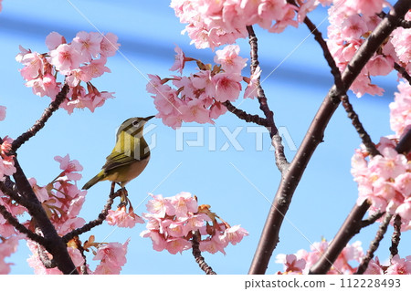 Kawazu cherry tree in full bloom and mezzo 112228493