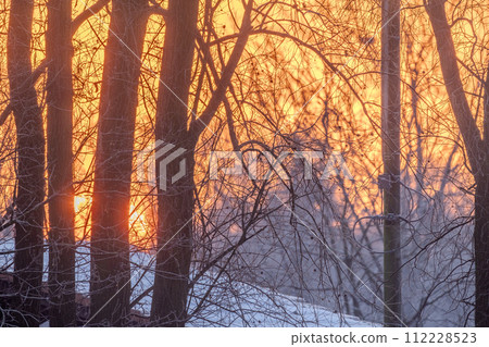 Winter Sunrise Through Forest Silhouettes 112228523