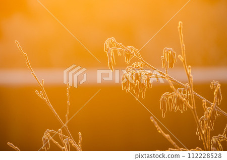 Winter's Delicate Touch: Frosted Wildflowers at Sunrise Winter's Delicate Touch: Frosted Wildflowers at Sunrise 112228528