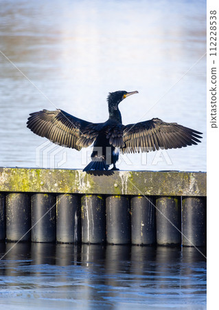 Majestic Cormorant Displaying Wings on Waterfront 112228538