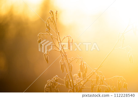 Frost-Encased Wildflowers at Dawn Frost-Encased Wildflowers at Dawn 112228540
