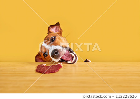 Jack Russell terrier dog eat meal from a table. Jack Russell terrier dog eat meal from a table. 112228620