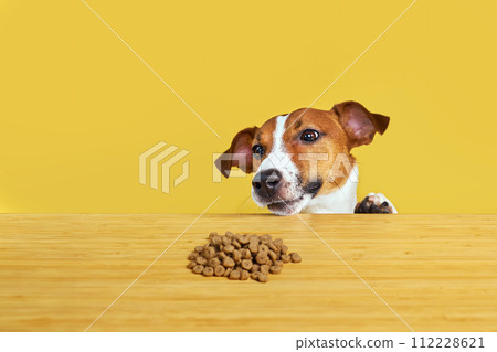Jack Russell terrier dog eat meal from a table. Jack Russell terrier dog eat meal from a table. 112228621