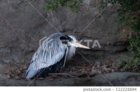 Gray heron Gray heron 112228894