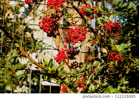 Tokiwa Hawthorn Tokiwa Hawthorn 112228895