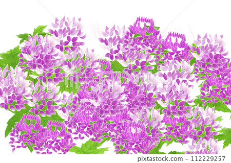 Cleome, wind butterfly grass (Fuchousou) flower card 4 Cleome, wind butterfly grass (Fuchousou) flower card 4 112229257