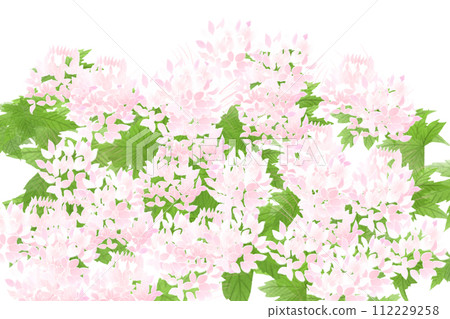 Cleome, wind butterfly grass (Fuchousou) flower card 5 112229258