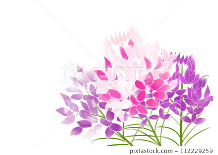 Cleome, wind butterfly grass (Fuchousou) flower card 6 112229259