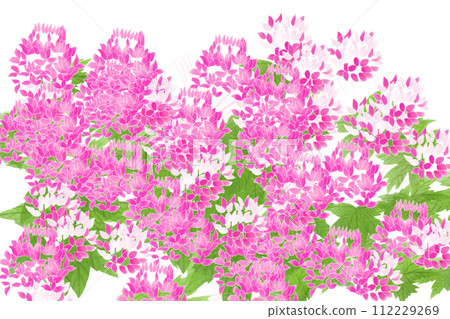 Cleome, wind butterfly grass (Fuchousou) flower card 3 Cleome, wind butterfly grass (Fuchousou) flower card 3 112229269