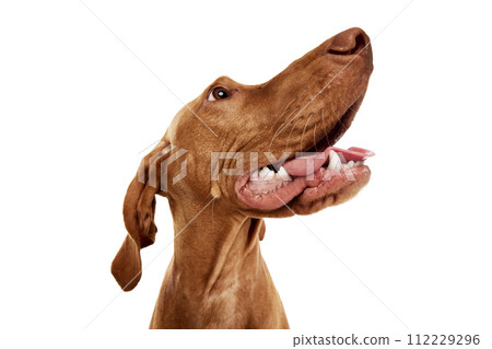 Close-up portrait of funny, playful hungarian vizsla dog with opened mouth looking away against white studio background. 112229296