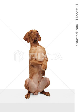 brown Hungarian Vizsla dog standing on its hind legs, with its front paws resting against white studio background. 112229301