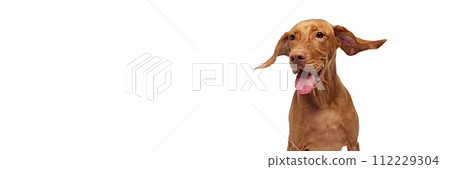 Cute, young purebred Hungarian Vizsla dog with flying ears against white studio background with negative space to insert text. Cute, young purebred Hungarian Vizsla dog with flying ears against white studio background with negative space to insert text. 112229304