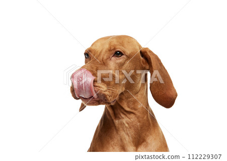 close-up of purebred Hungarian Vizsla dog with its tongue sticking out and licking its nose against white studio background. 112229307