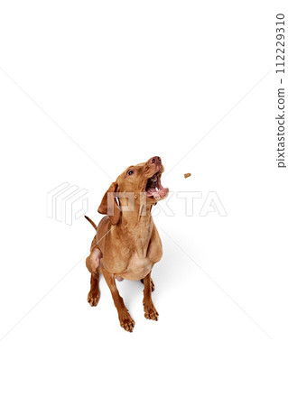 purebred Hungarian Vizsla dog sitting and its tongue lolling out slightly to catch treat against white studio background. 112229310